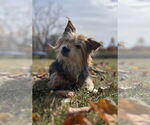 Small #2 Mutt