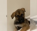 Small Photo #20 German Shepherd Dog Puppy For Sale in FALMOUTH, VA, USA