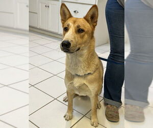 Siberian Husky-Unknown Mix Dogs for adoption in Ojai, CA, USA