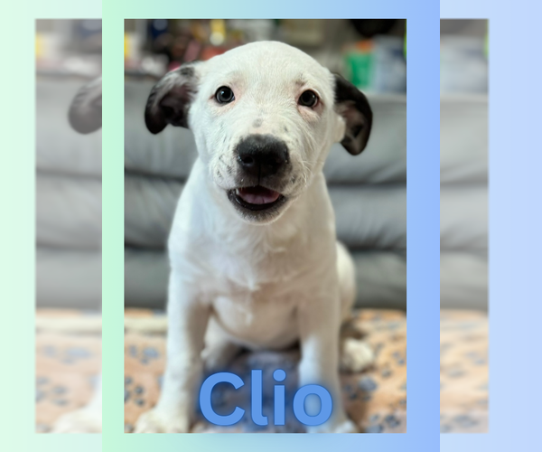 Medium Photo #9 Catahoula Leopard Dog-Labrador Retriever Mix Puppy For Sale in Sanford, FL, USA