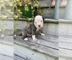 Puppy Maggie American Bulldog