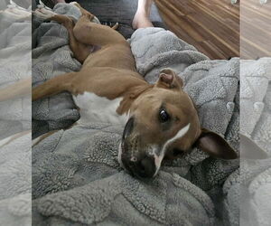 Medium American Pit Bull Terrier Mix