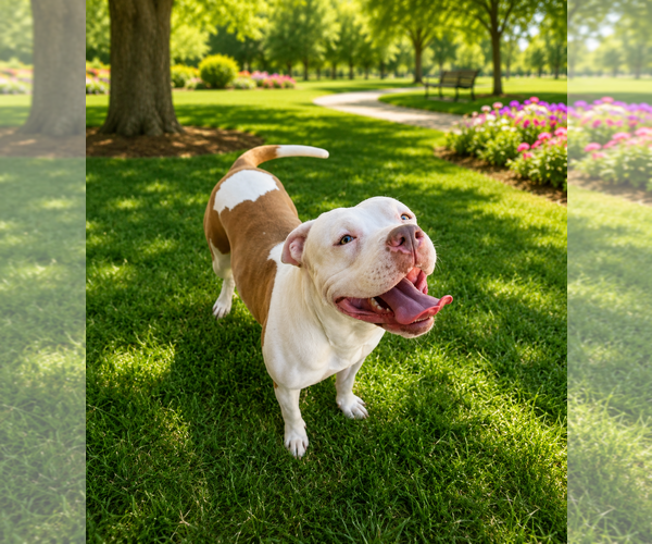 Medium Photo #5 Olde Bulldog Puppy For Sale in Chandler, AZ, USA