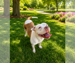 Small #4 Olde Bulldog