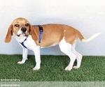 Small #3 Beagle Mix
