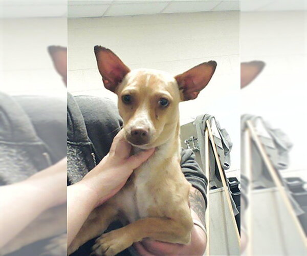 Medium Photo #1 Chihuahua Puppy For Sale in Fayetteville, NC, USA