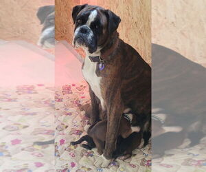 Mother of the Boxer puppies born on 04/08/2025