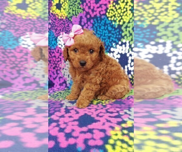 Medium Photo #3 Cavachon-Poodle (Toy) Mix Puppy For Sale in LANCASTER, PA, USA