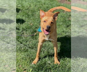 Linus - Male Labrador Retriever-Unknown Mix Dog for Adoption - Photo #3