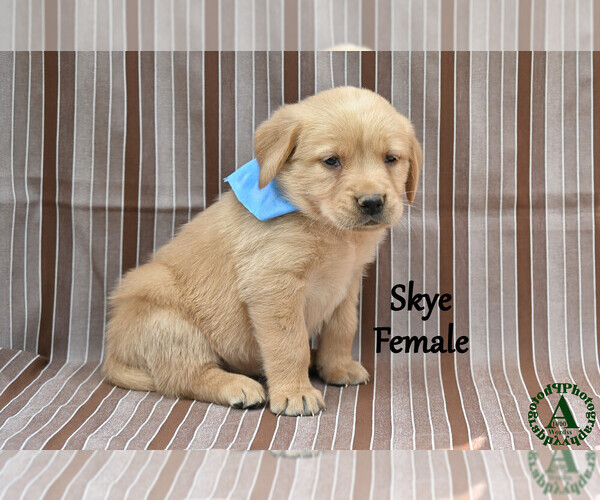 Medium Photo #23 Golden Labrador Puppy For Sale in BRIDGEWATER, VA, USA