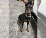 Small Photo #5 Doberman Pinscher Puppy For Sale in Buffalo, MN, USA