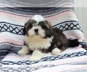 Medium Shih Tzu