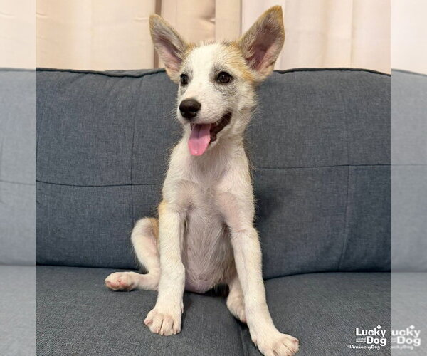 Medium Photo #2 Mutt Puppy For Sale in Washington, DC, USA