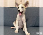 Small #1 Mutt