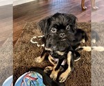 Small Photo #10 Brussels Griffon Puppy For Sale in WOODINVILLE, WA, USA