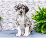 Small #3 Great Dane