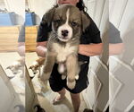 Small #7 Huskies -Jack Russell Terrier Mix
