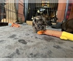 Small Photo #10 Pug Puppy For Sale in BLOOMINGTON, IL, USA