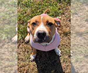 American Pit Bull Terrier Dogs for adoption in Derwood, MD, USA