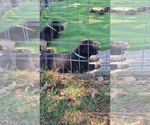 Image preview for Ad Listing. Nickname: Boerboel babies