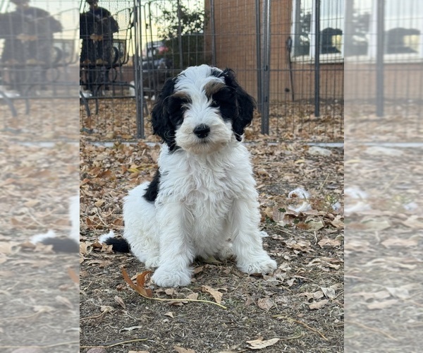 Medium Photo #9 Bernedoodle (Miniature) Puppy For Sale in LONGMONT, CO, USA