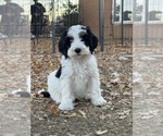 Templeton - Male Bernedoodle (Miniature) Puppy for Sale - Photo #9