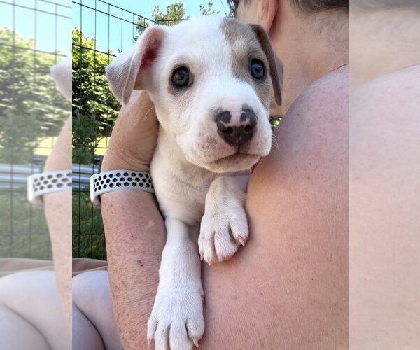 Medium Photo #4 Mutt Puppy For Sale in Wenonah, NJ, USA