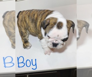 English Bulldog Puppy for sale in FORT WORTH, TX, USA