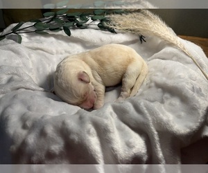 Labradoodle Puppy for sale in PEMBROKE, GA, USA