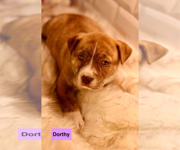 Medium Photo #1 Bulldog-Unknown Mix Puppy For Sale in Duluth, MN, USA