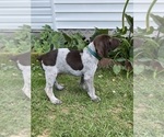 Small Photo #1 German Shorthaired Pointer Puppy For Sale in AIKEN, SC, USA