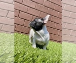 Small Photo #54 French Bulldog Puppy For Sale in HOUSTON, TX, USA