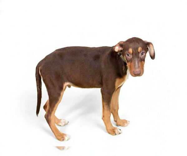 Medium Photo #3 Doberman Pinscher-Unknown Mix Puppy For Sale in Oak Bluffs, MA, USA