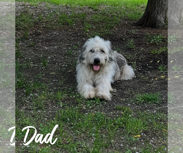 Medium Photo #2 Mutt Puppy For Sale in Lillian, TX, USA