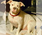 Small #1 American Pit Bull Terrier Mix