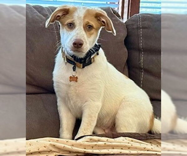 Medium Photo #2 Australian Shepherd-Unknown Mix Puppy For Sale in Genesee, WI, USA