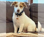 Small #1 Australian Shepherd Mix