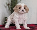 Small #3 Cavapoo (Miniature)