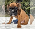 AKC Austin - Male Boxer Puppy for Sale - Photo #4