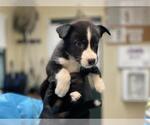 Small American Pit Bull Terrier