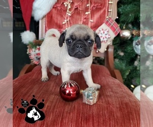 Pug Puppy for sale in LAKELAND, FL, USA