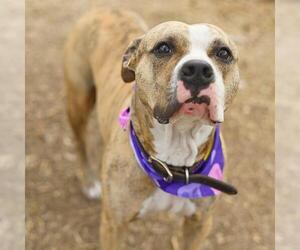 American Staffordshire Terrier-Unknown Mix Dogs for adoption in San Antonio, TX, USA