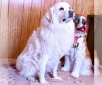 Small Great Pyrenees