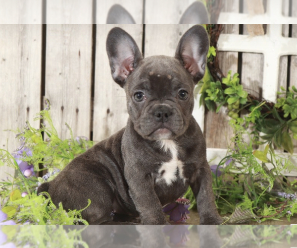 Medium Photo #2 French Bulldog Puppy For Sale in MOUNT VERNON, OH, USA