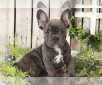 Small Photo #2 French Bulldog Puppy For Sale in MOUNT VERNON, OH, USA