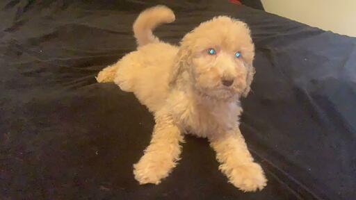 Medium Photo #4 Goldendoodle-Poodle (Standard) Mix Puppy For Sale in DETROIT, MI, USA