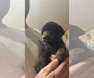 Medium Labrador Retriever