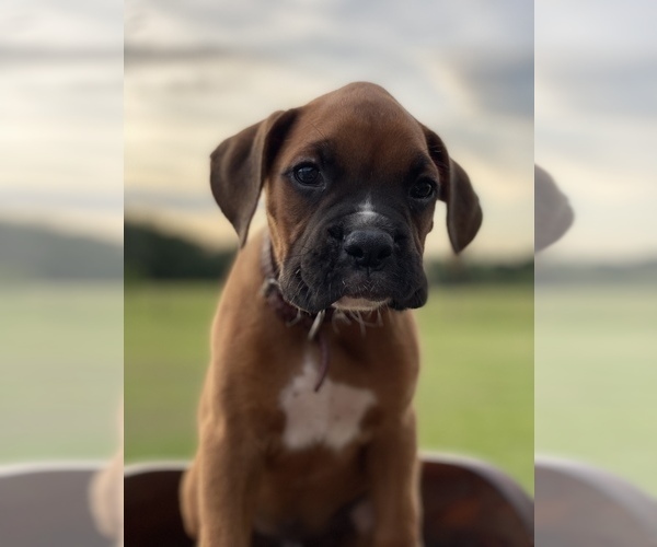 Medium Photo #1 Boxer Puppy For Sale in WAUCHULA, FL, USA
