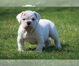 Beagle-English Bulldog Mix Puppy for sale in FREDERICKSBG, OH, USA