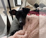 Small Chiweenie
